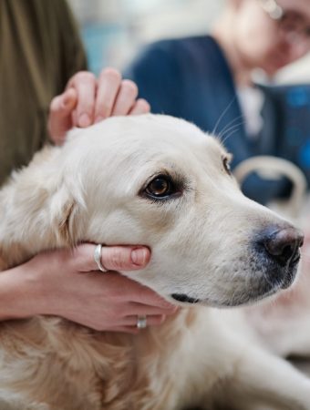 Pet Owners Warned: This Common Yard Plant Is More Toxic Than You Think