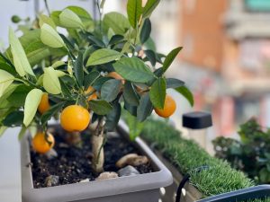 5 Fruit Trees That Will Stay Small But Produce Tons Of Fruit