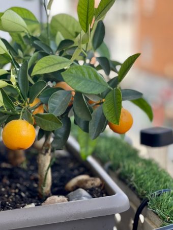 5 Fruit Trees That Will Stay Small But Produce Tons Of Fruit