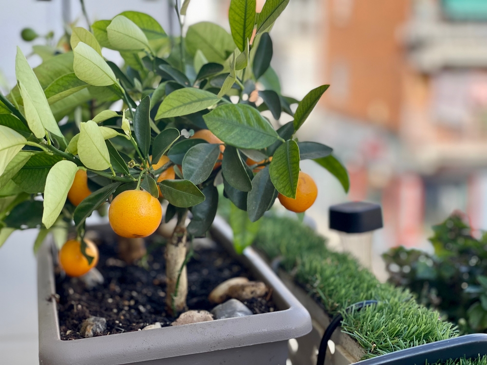 5 Fruit Trees That Will Stay Small But Produce Tons Of Fruit