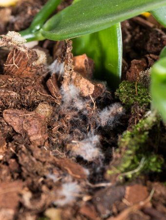 The Hidden Mold Problem Lurking in DIY Potting Mixes