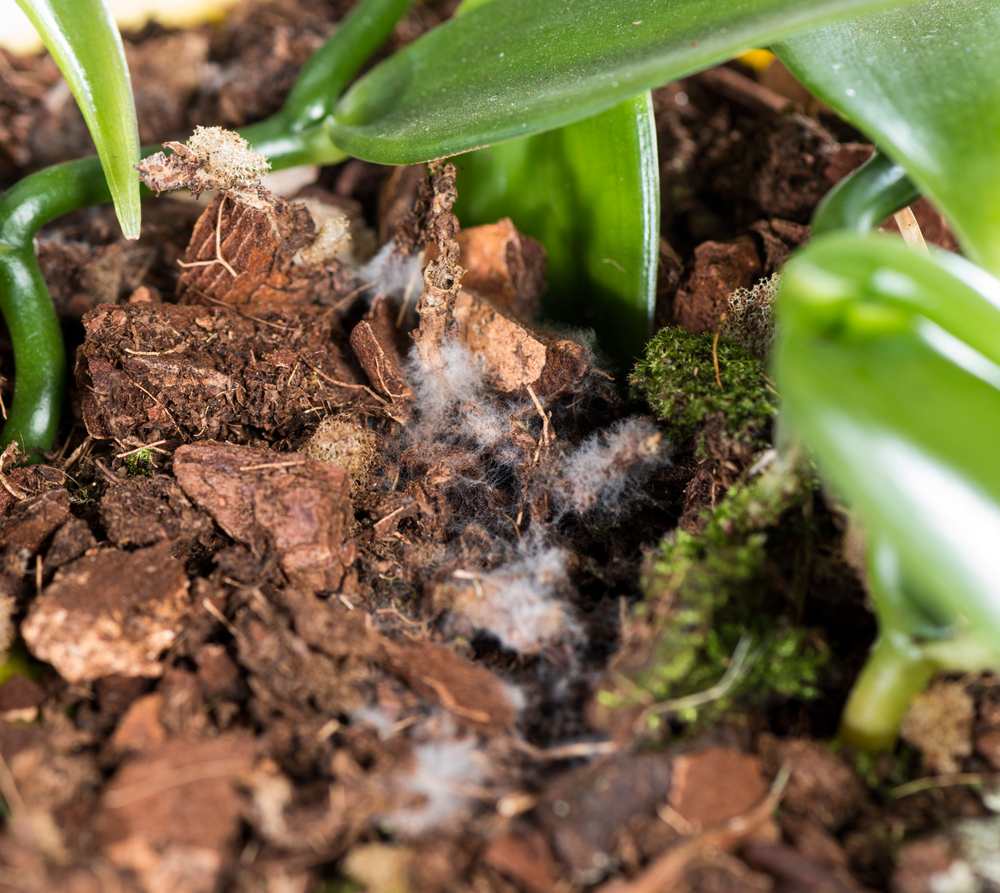 The Hidden Mold Problem Lurking in DIY Potting Mixes