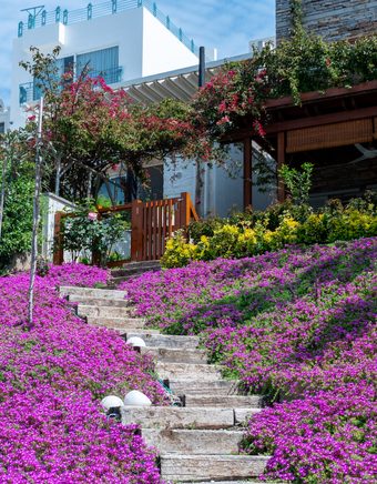 Why Some States Are Now Paying Homeowners to Plant Native Wildflowers