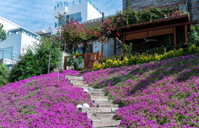 Why Some States Are Now Paying Homeowners to Plant Native Wildflowers