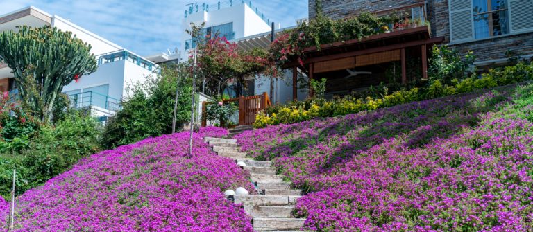 Why Some States Are Now Paying Homeowners to Plant Native Wildflowers