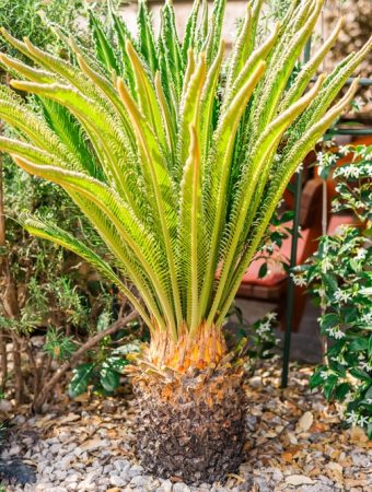 Vets Warn: This Common Yard Plant Is Sending Pets to Emergency Clinics