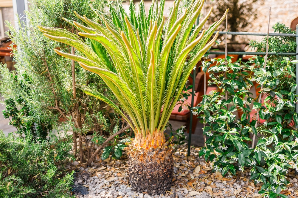 Vets Warn: This Common Yard Plant Is Sending Pets to Emergency Clinics