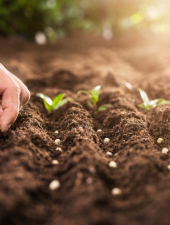 Seeds You Can Save From Everyday Foods to Grow New Plants