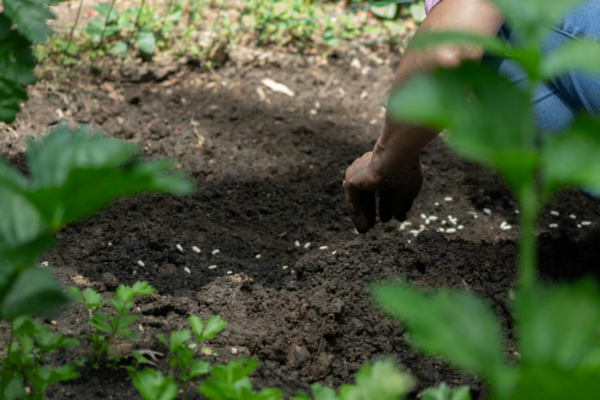 The Soil Additive That’s Quietly Killing Seedlings in Southern States