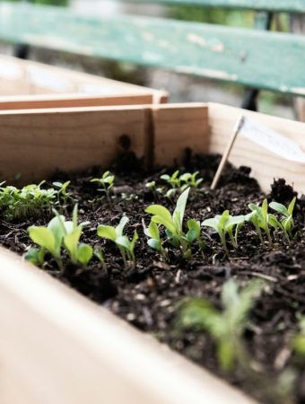 This Common Cold Snap Hack Is Suffocating Seedlings — Experts Warn Gardeners to Stop