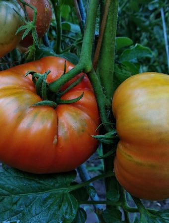 This Backyard Weed Is Hosting a Virus That’s Killing Tomato Plants