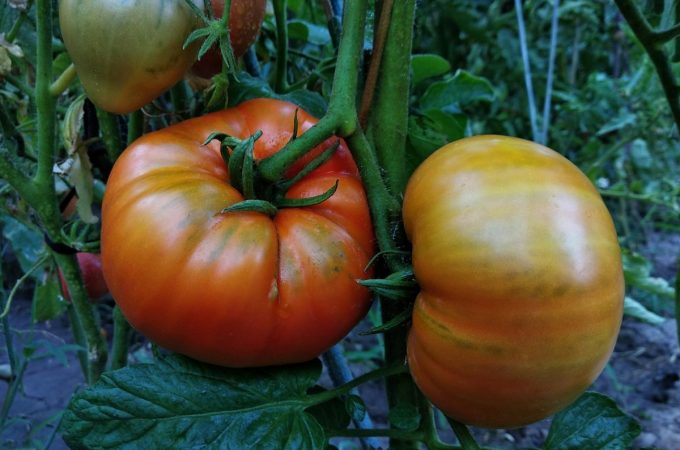 This Backyard Weed Is Hosting a Virus That’s Killing Tomato Plants
