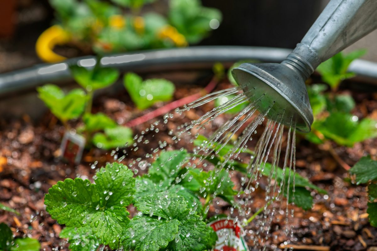 How to Water Your Garden During Drought Without Breaking Rules