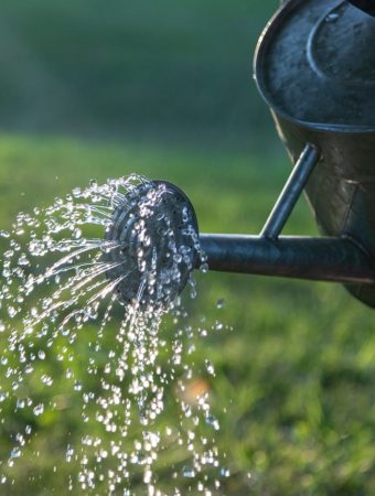 The Watering Habit That’s Quietly Killing Your Plants (Experts Are Begging Gardeners to Stop)