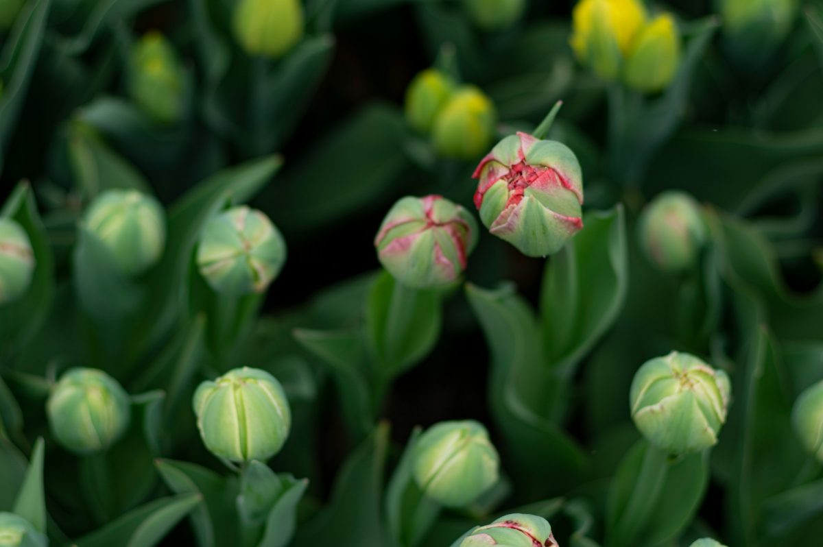 Vets Say This Popular Spring Bulb Is Causing Serious Health Issues in Dogs