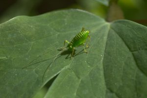 Why Aphids Are Swarming Earlier Than Ever in the Southeast