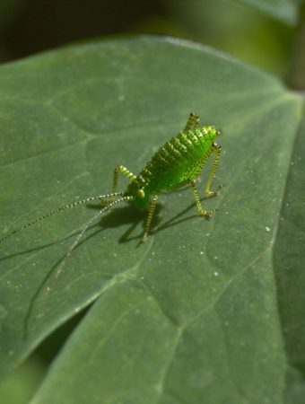 Why Aphids Are Swarming Earlier Than Ever in the Southeast
