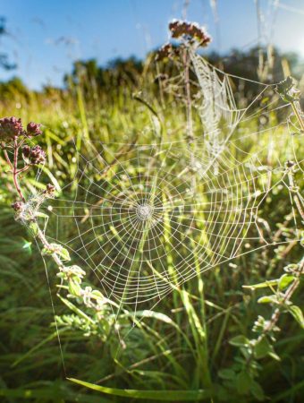 March Garden Pests That Show Up Before You Notice the Damage