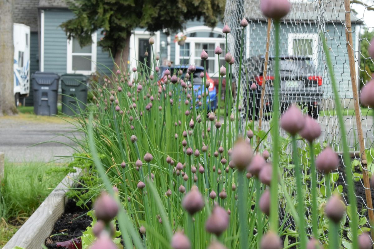 The $5 Tool That’s Breaking and Ruining Raised Beds Across the South