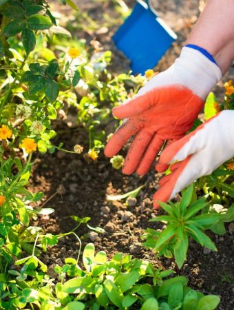 The Fertilizer Myth That’s Killing Lawns Across the South