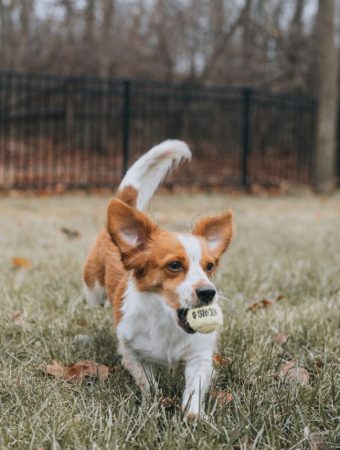 Vets Issue New Alert: “Pet-Safe” Fertilizers Are Sending Dogs to the ER