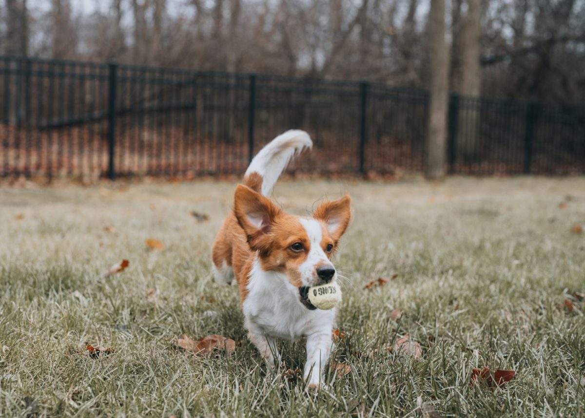 Vets Issue New Alert: “Pet-Safe” Fertilizers Are Sending Dogs to the ER