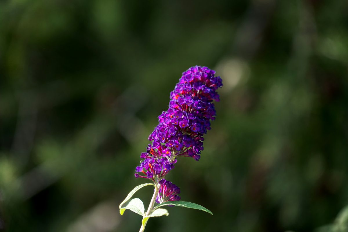 This “Pollinator-Friendly” Plant Is Now on the Invasive Species Watchlist