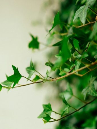 These 7 Plants Are Now Illegal in Multiple States — Gardeners Are Getting Fined