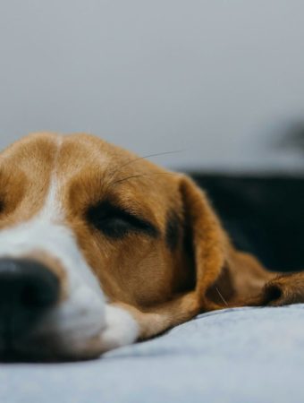 Vets Say This Popular Spring Bulb Is Causing Serious Health Issues in Dogs