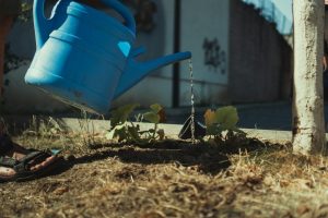 How to Water Your Garden During Drought Without Breaking Rules