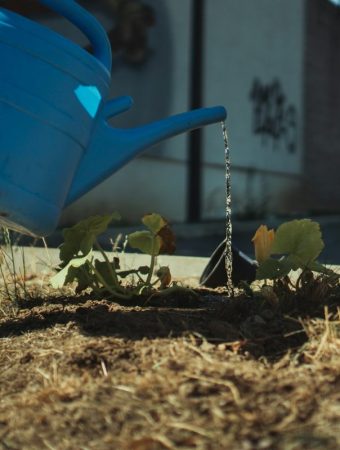 How to Water Your Garden During Drought Without Breaking Rules