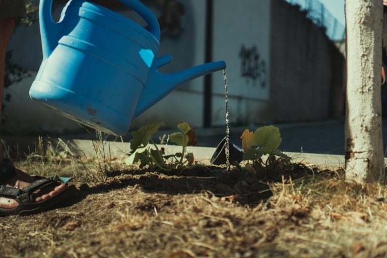How to Water Your Garden During Drought Without Breaking Rules