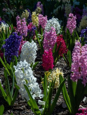 The Garden Features That Could Increase Your Home’s Value for Under $50