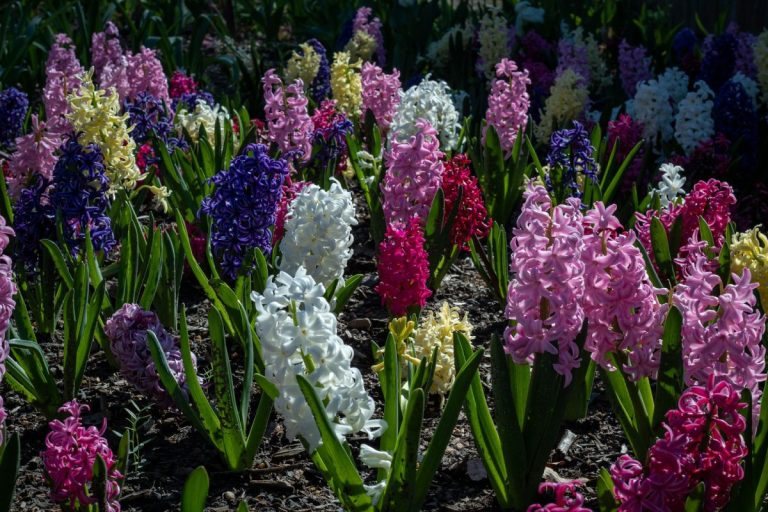 The Garden Features That Could Increase Your Home’s Value for Under $50