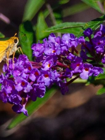 This “Pollinator-Friendly” Plant Is Now on the Invasive Species Watchlist