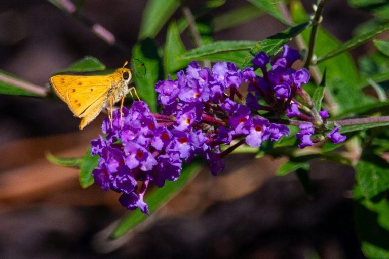 This “Pollinator-Friendly” Plant Is Now on the Invasive Species Watchlist