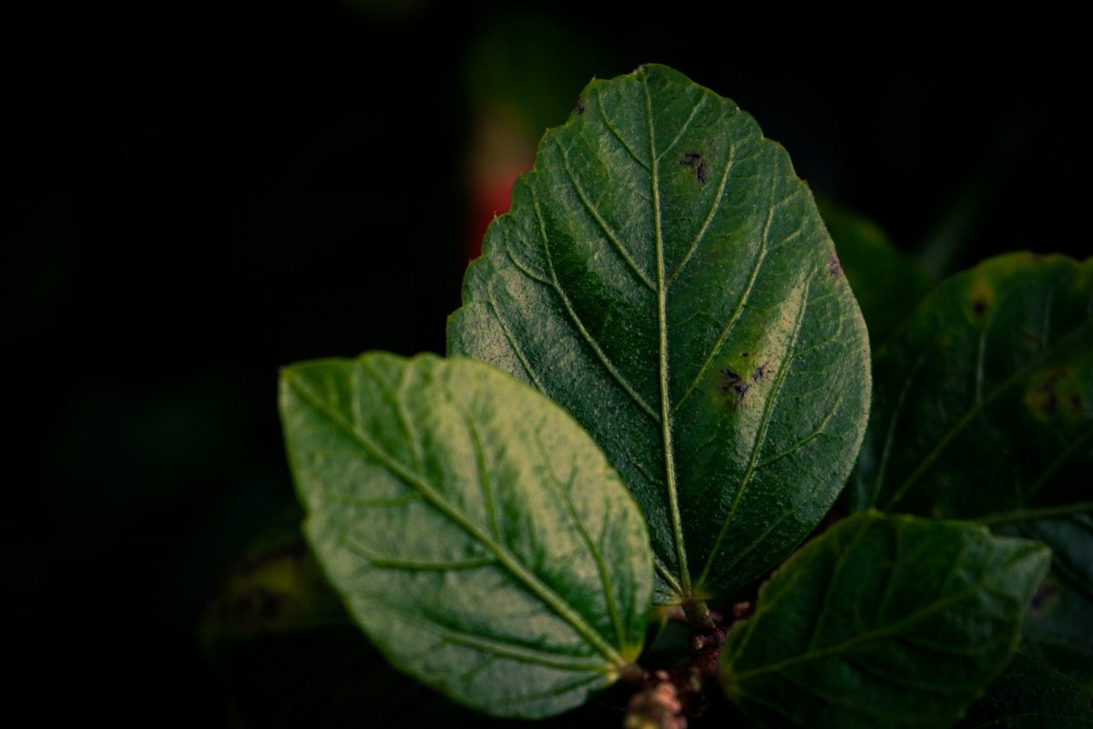 The Watering Habit That’s Quietly Killing Your Plants (Experts Are Begging Gardeners to Stop)