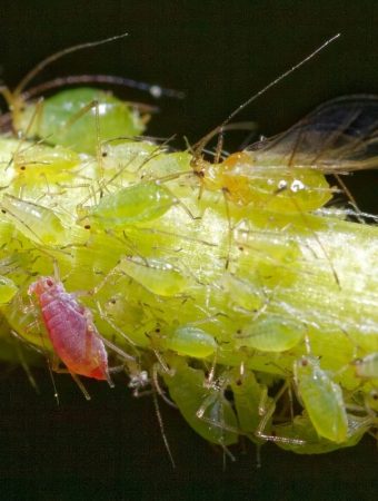 Experts Predict a Massive Aphid Explosion This Spring — Here’s Why