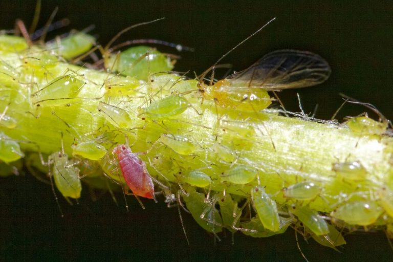 Experts Predict a Massive Aphid Explosion This Spring — Here’s Why