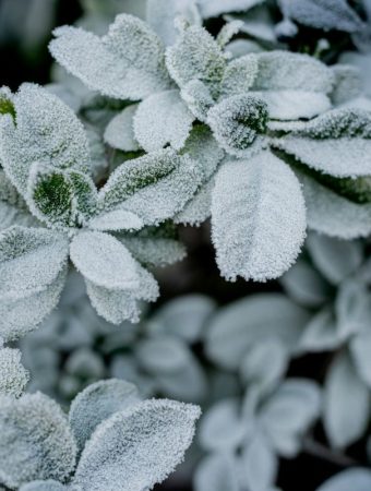 This DIY Cold Frame Design Is Collapsing Under Snow — And Causing Injuries