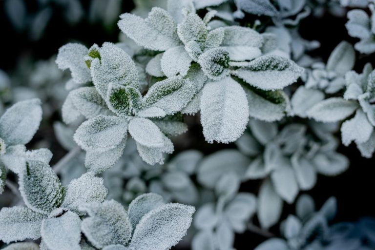 This DIY Cold Frame Design Is Collapsing Under Snow — And Causing Injuries