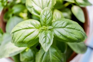Here Are 8 Plants That Act As Natural Pest Deterrents