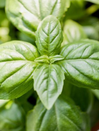 Here Are 8 Plants That Act As Natural Pest Deterrents