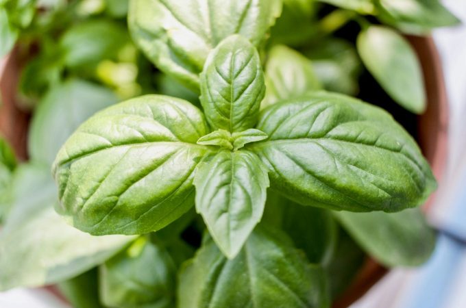 Here Are 8 Plants That Act As Natural Pest Deterrents