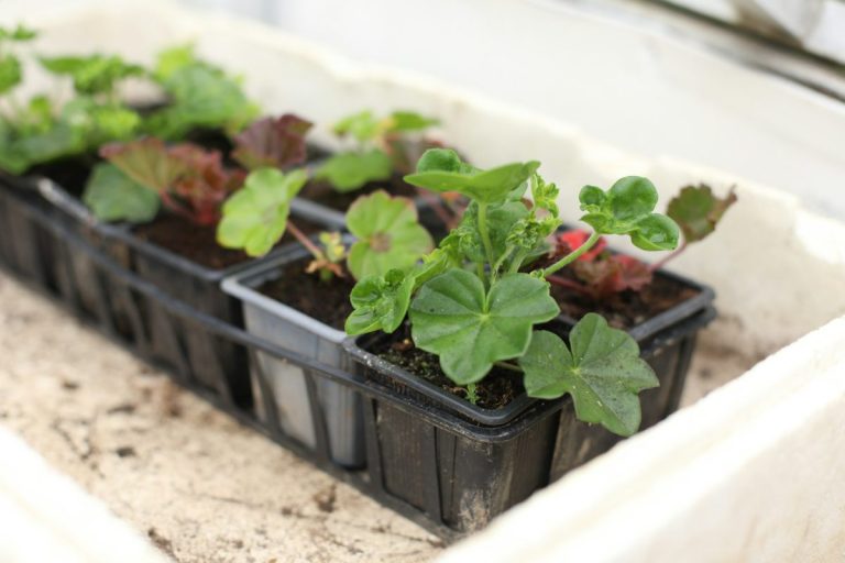 The Cheap Seed Starting Tray That’s Warping Roots and Killing Crops