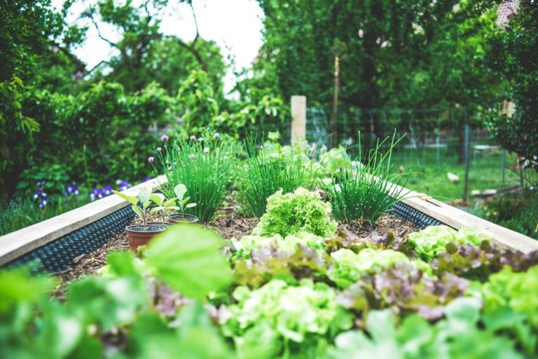 Is Your Garden Raising Your Property Value (And Taxes)?