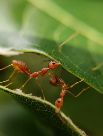 The Pests Experts Say Will Surge in Florida This Year — And How to Prepare Cheaply