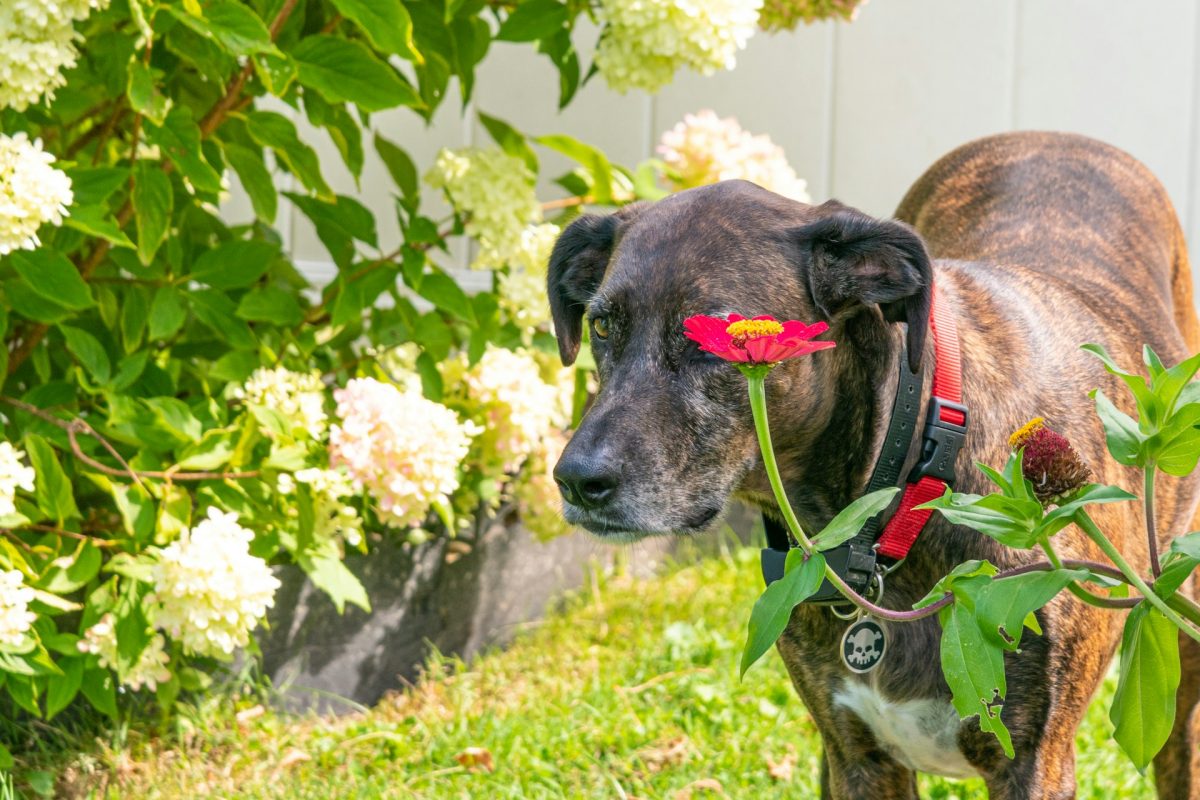 Vets Issue New Alert: “Pet-Safe” Fertilizers Are Sending Dogs to the ER