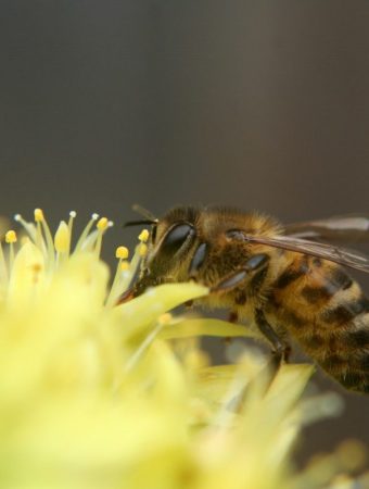 The Budget Pollinator Hacks Backfiring On Homeowners This Spring