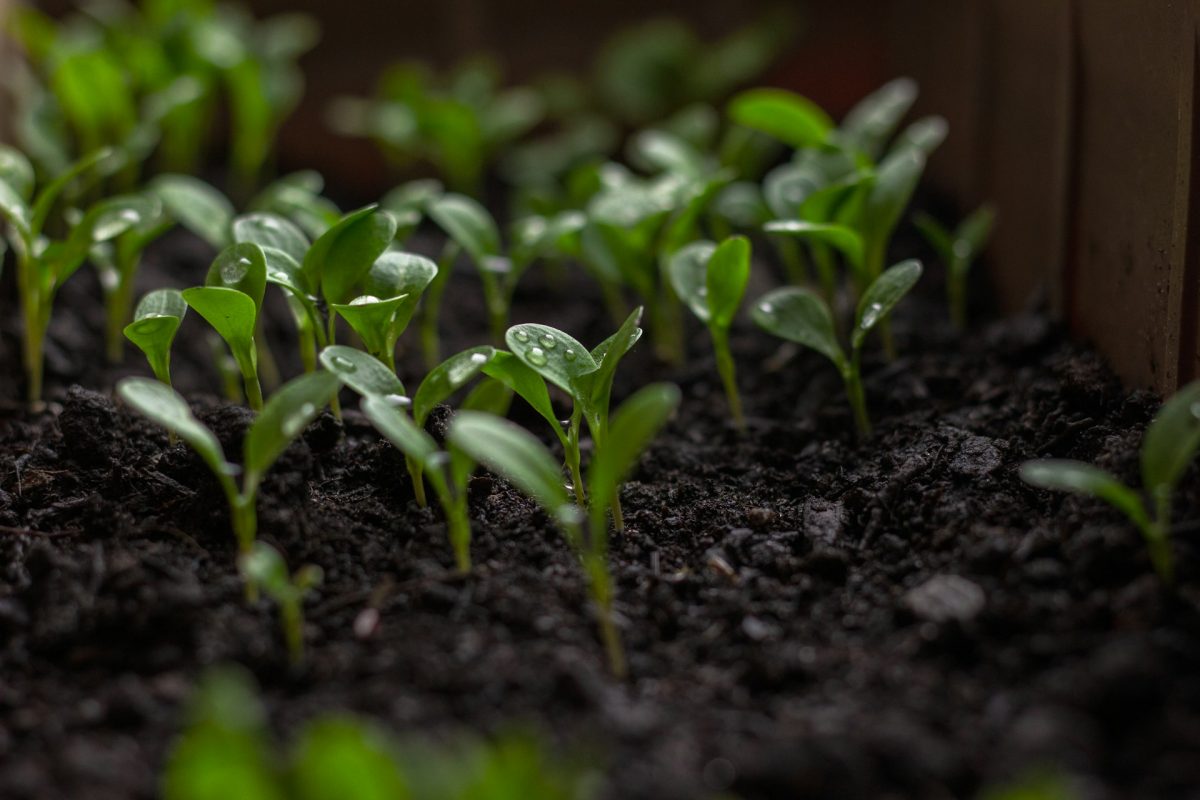 Why Your Seedlings Keep Damping Off — Even With Grow Lights